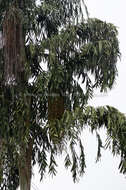 Image of Caryota maxima Blume