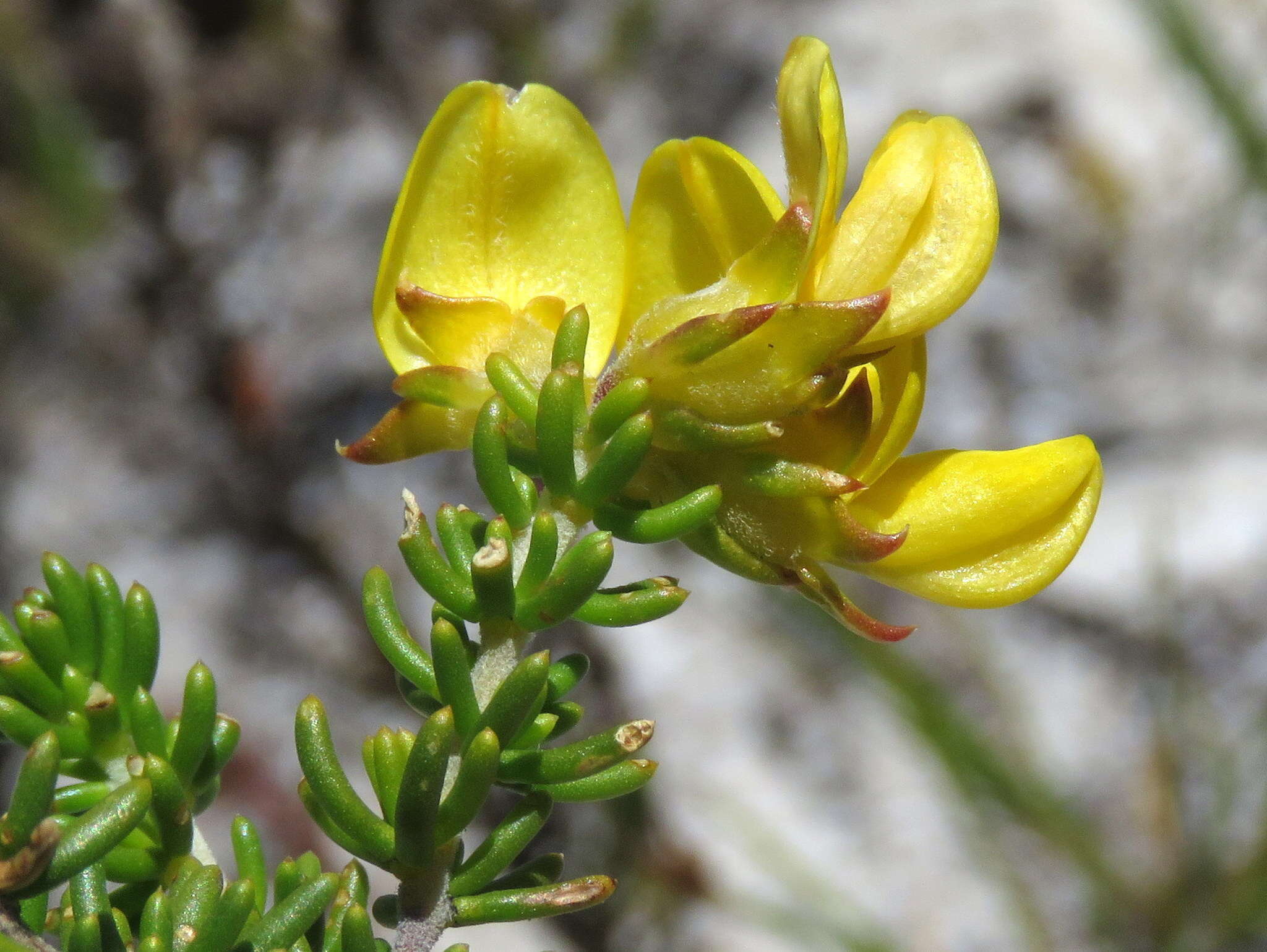 Image of Aspalathus carnosa Bergius