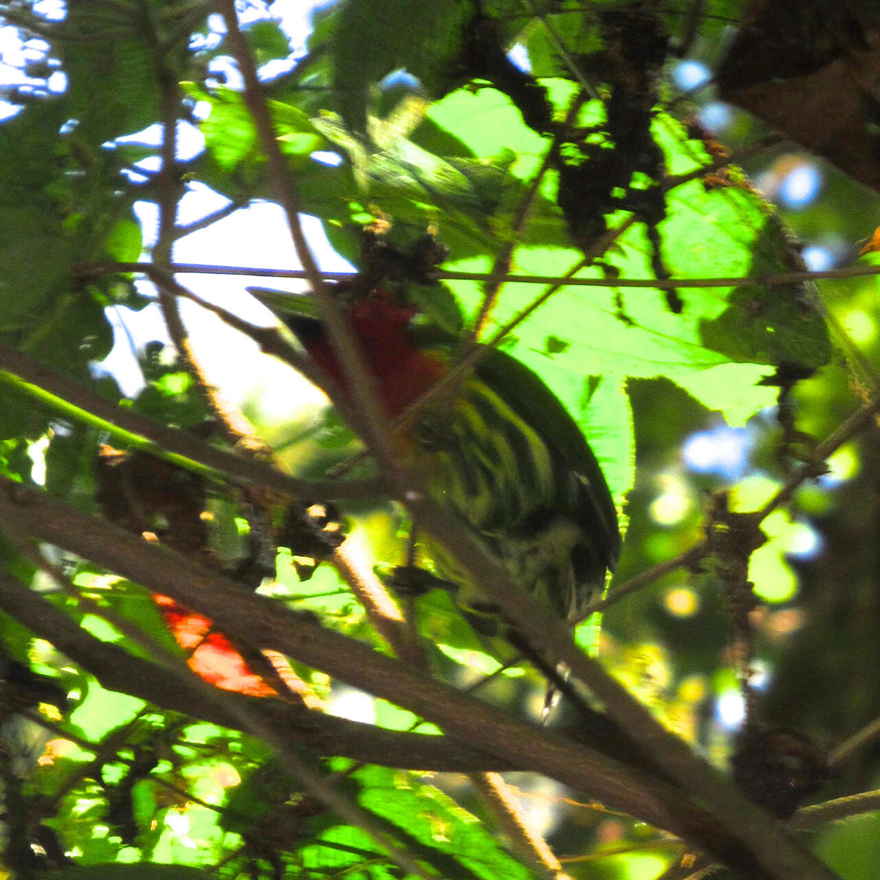 Image of Red-headed Barbet