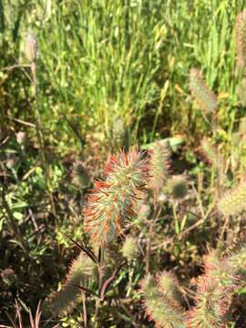 Sivun Trifolium angustifolium L. kuva