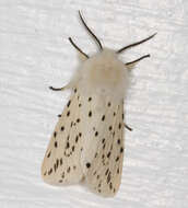 Image of white ermine