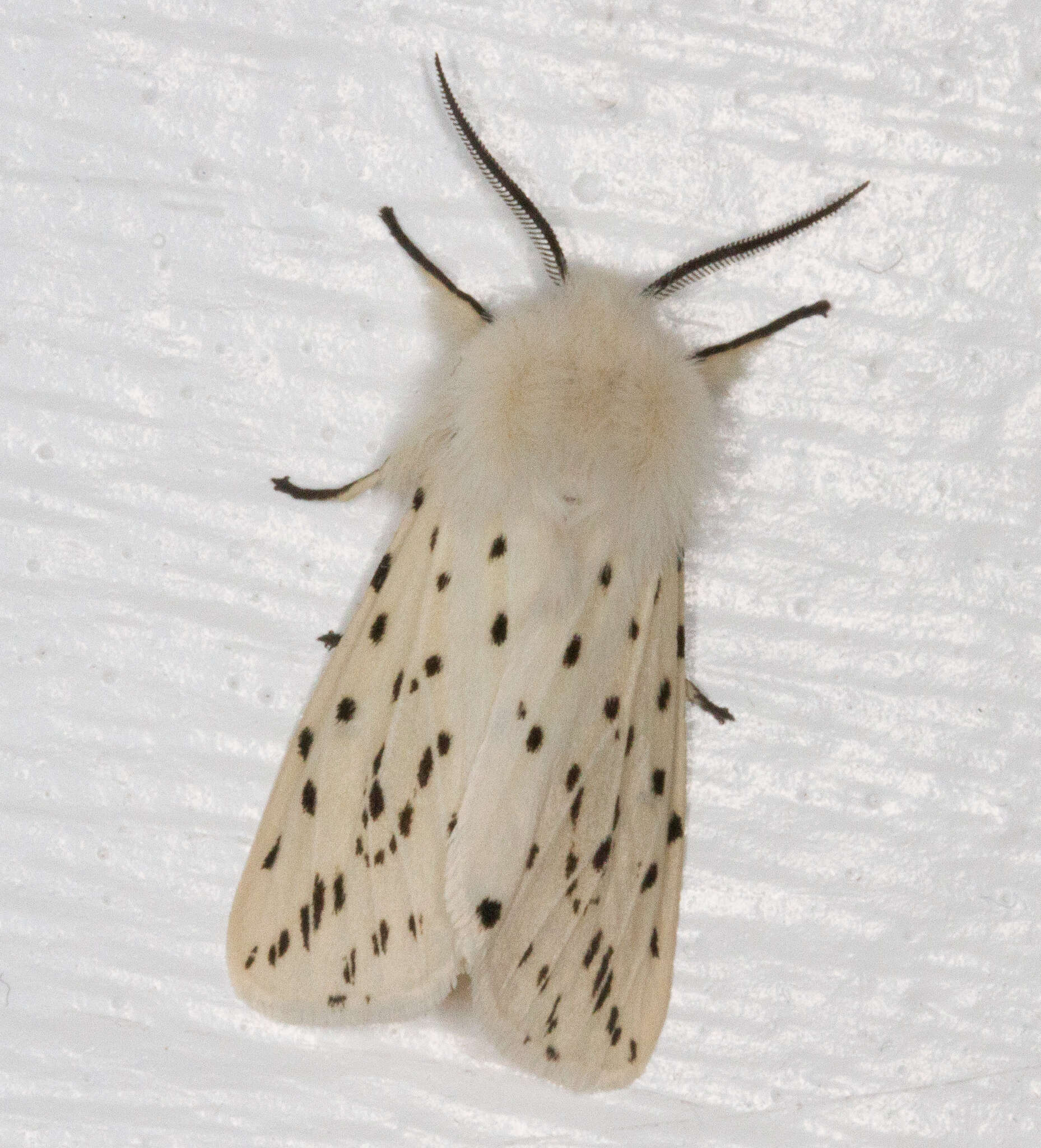 Image of white ermine