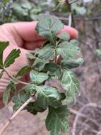 Image of pubescent skunkbush sumac