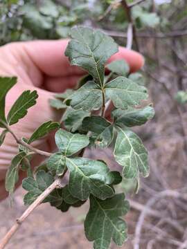 Rhus trilobata var. pilosissima Engl.的图像