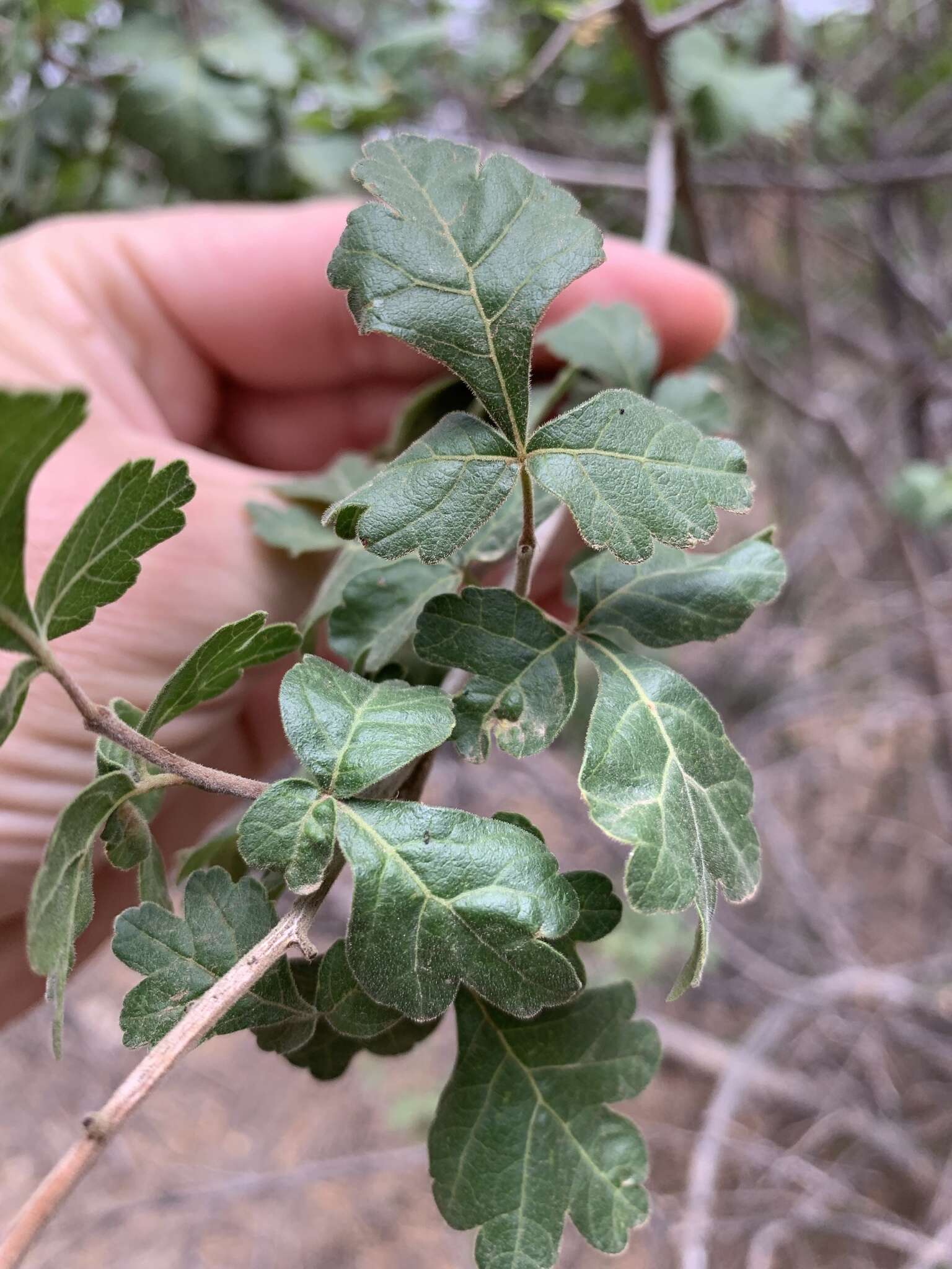 Image of pubescent skunkbush sumac