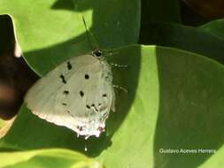 Image of Aquamarine Hairstreak