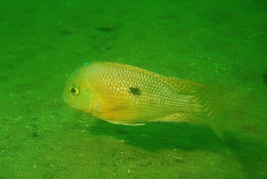 Image of Butterfly cichlid