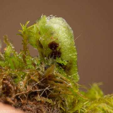 Image of Asterella bolanderi (Austin) Underw.