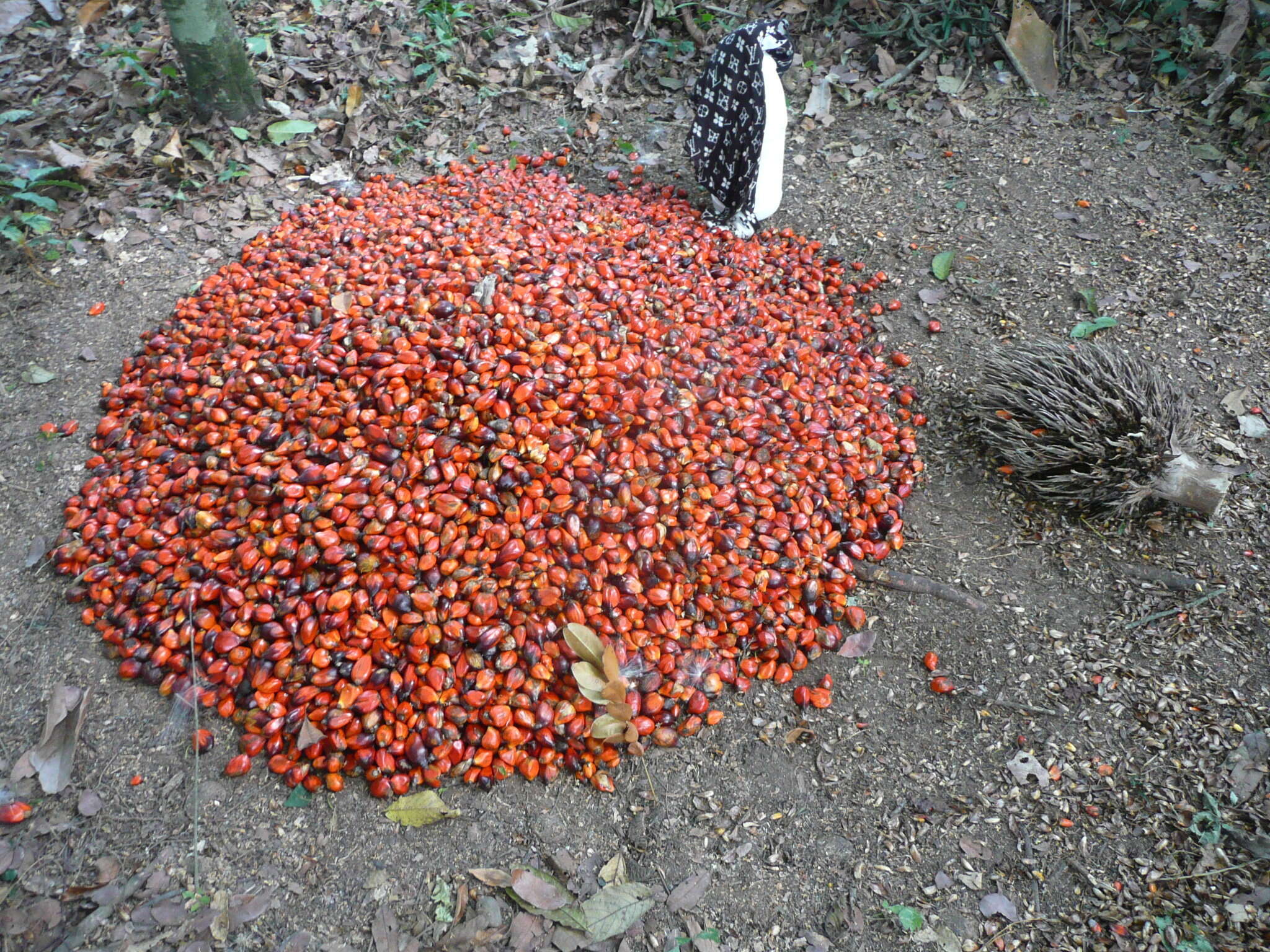 Image of oil palm