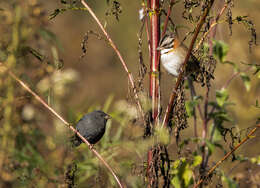 Plancia ëd Haplospiza unicolor Cabanis 1851