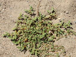 Image of Solanum euacanthum Phil.