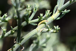 Imagem de Mesembryanthemum articulatum Thunb.