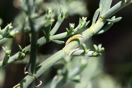 Image of Mesembryanthemum articulatum Thunb.