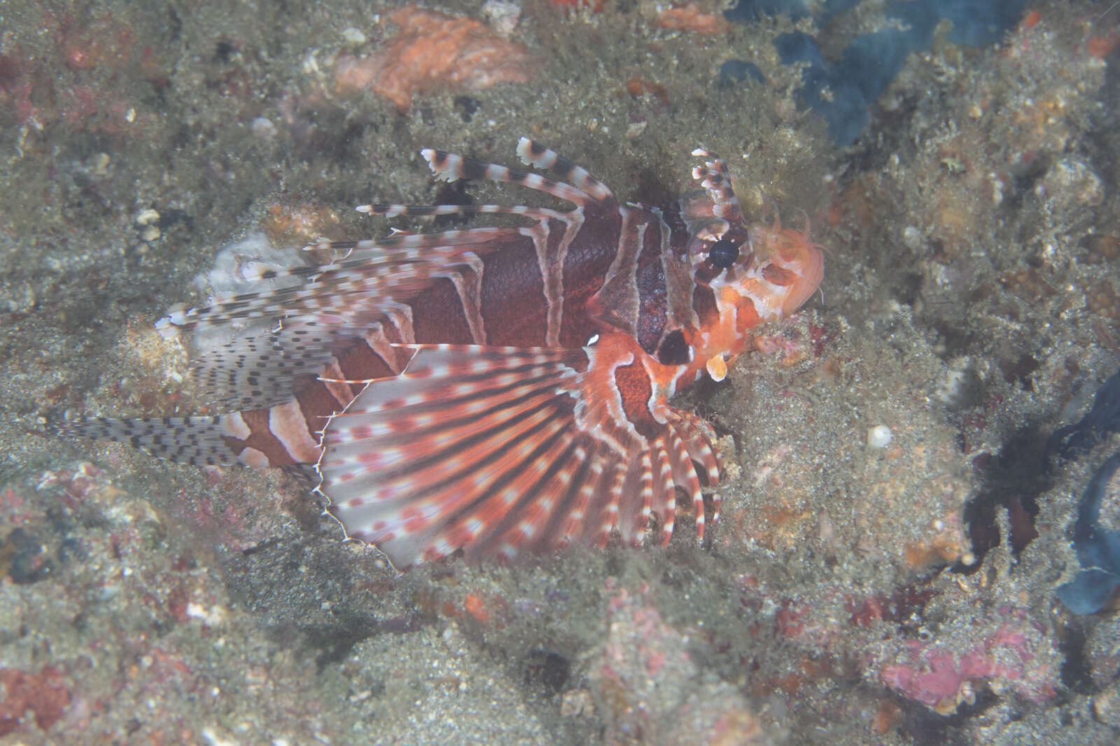 Dendrochirus zebra (Cuvier 1829) resmi