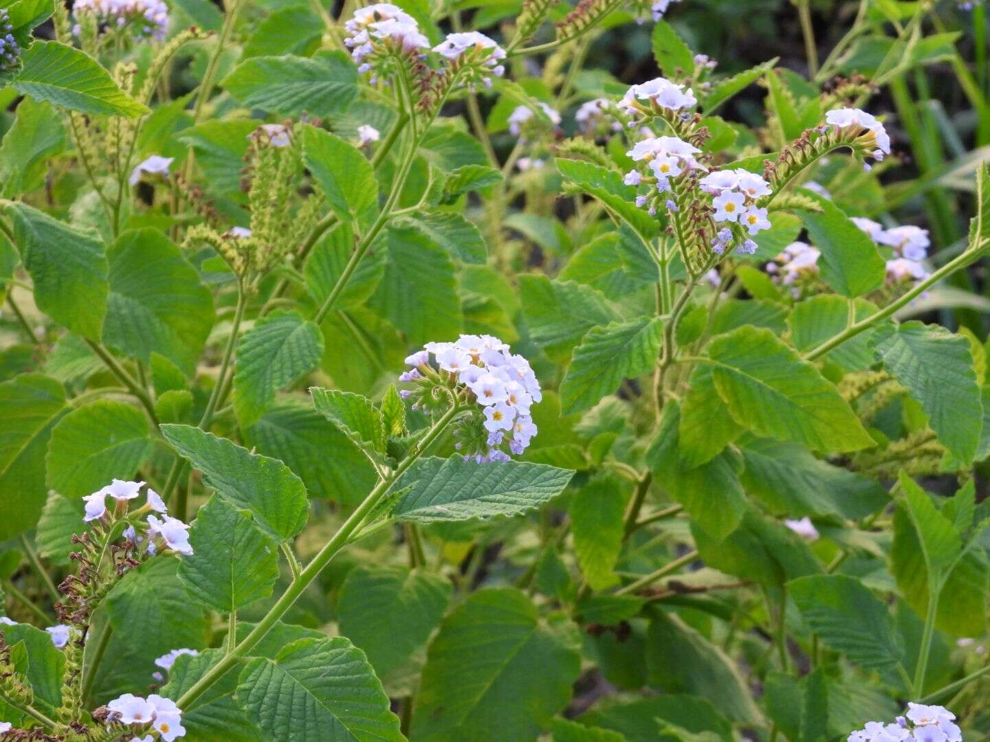 Image of Heliotropium nicotianifolium Poir.