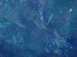 Image of Blue and gold snapper