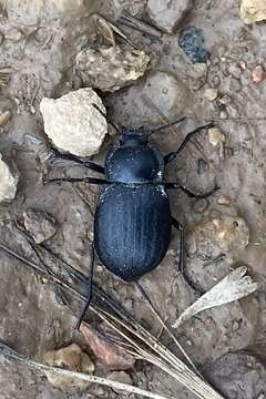 Image of Stenomorpha (Asidopsis) polita (Say 1824)