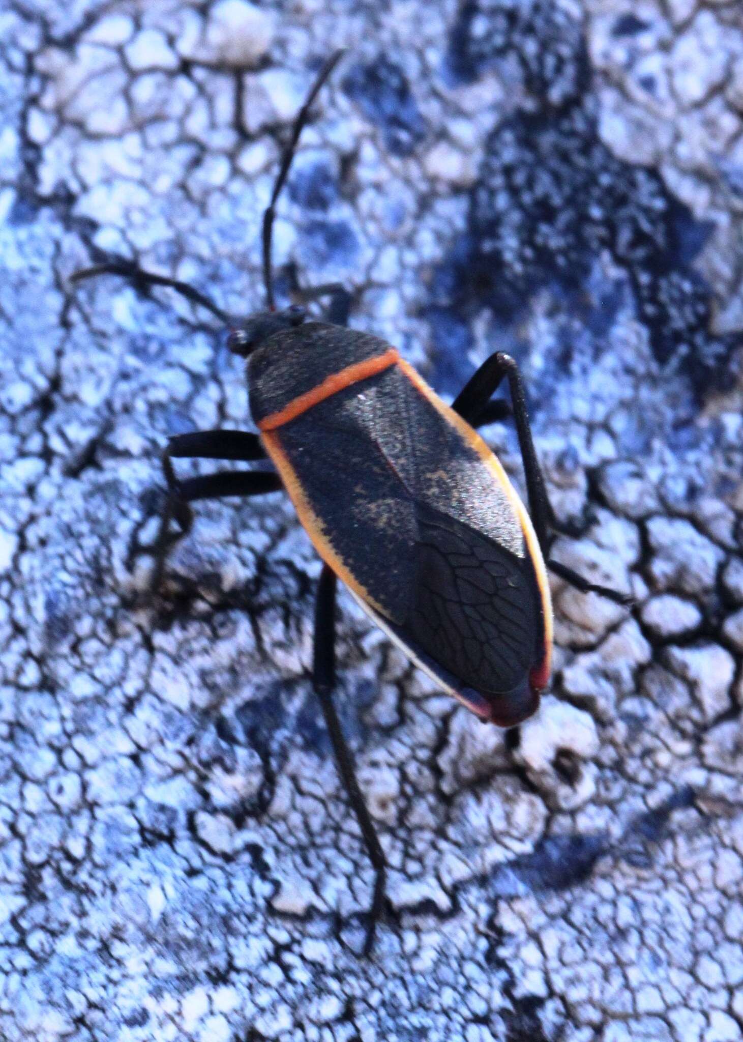 Largus californicus (Van Duzee 1923)的圖片