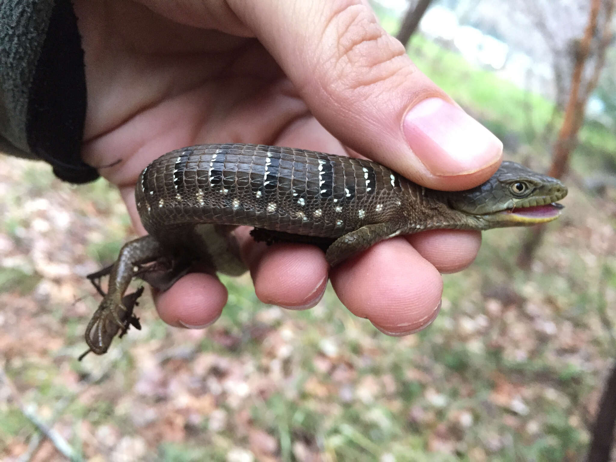 Image de Elgaria multicarinata scincicauda (Skilton 1849)