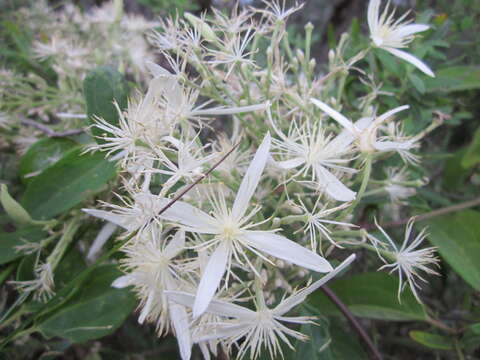 Image of Clematis pubescens Hueg. ex Endl.