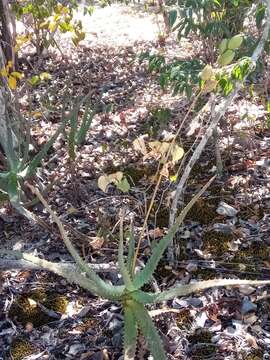 Image of Aloe divaricata A. Berger