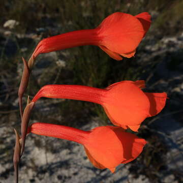 Image of Watsonia humilis Mill.