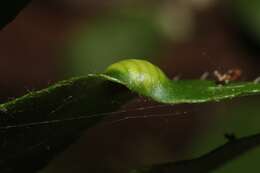 Plancia ëd Taphrina polystichi Mix 1938