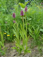 Image de Dactylorhiza sibirica Efimov