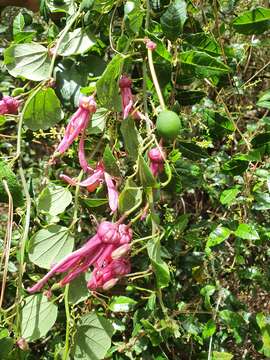 Слика од Passiflora orbiculata Cav.