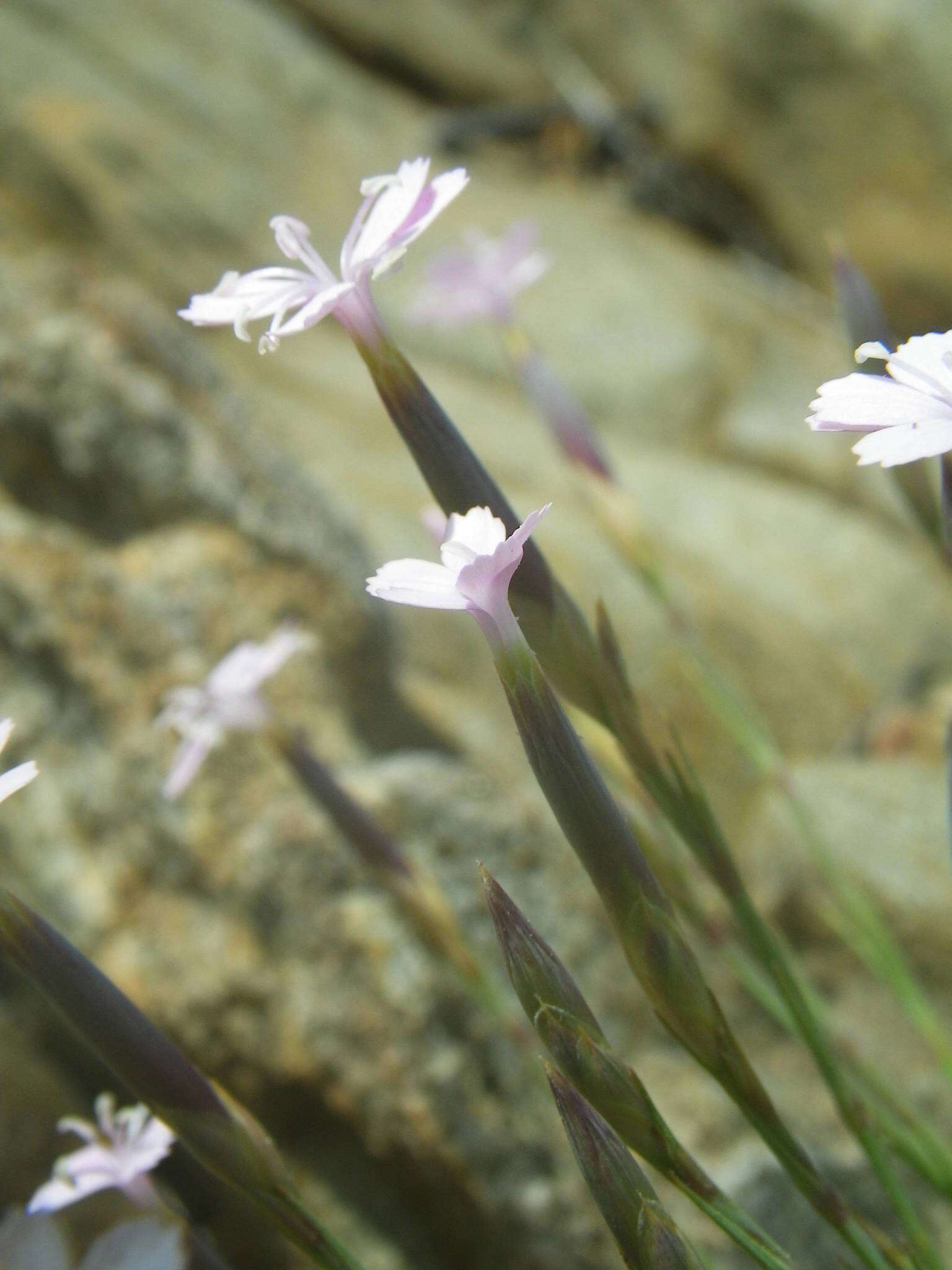 Image of Dianthus pyrenaicus Pourret