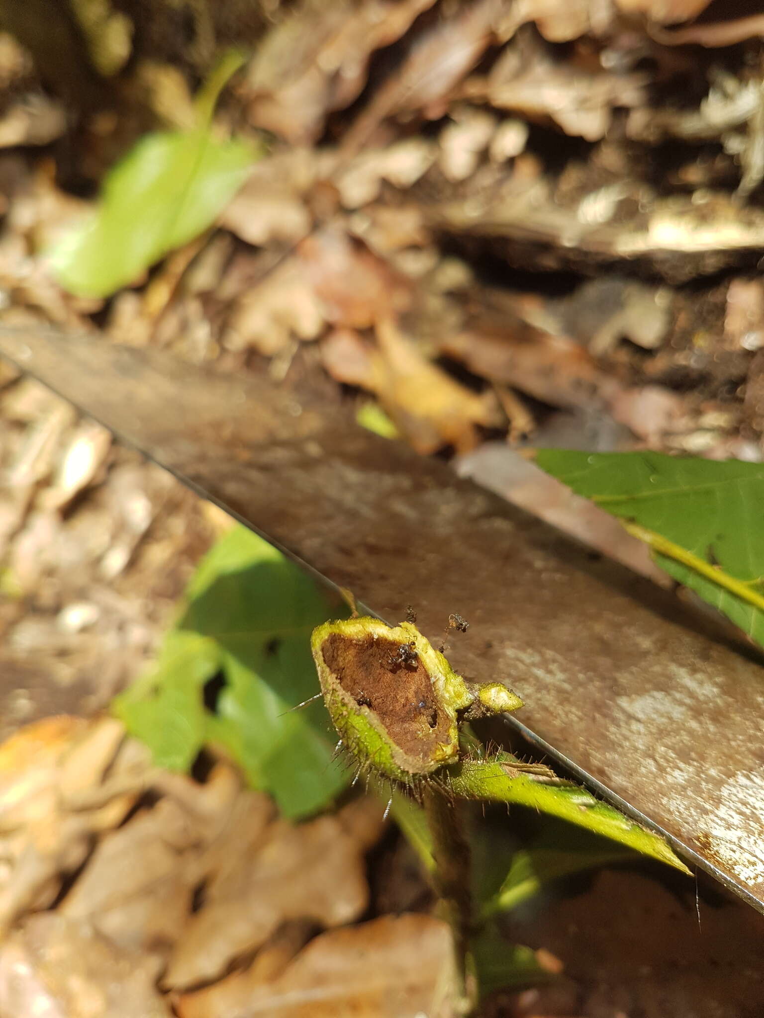 Image of Cordia nodosa Lam.