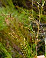 Plancia ëd Ficinia capillifolia (Schrad.) C. B. Clarke