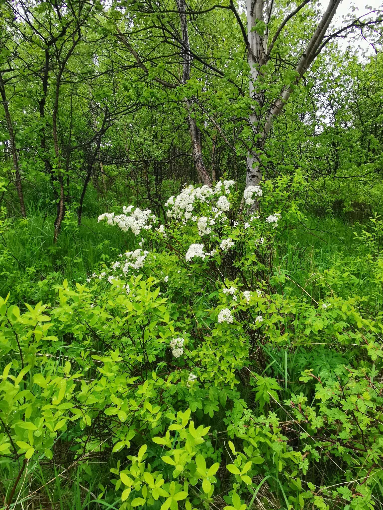 Image of Spiraea media Franz Schmidt