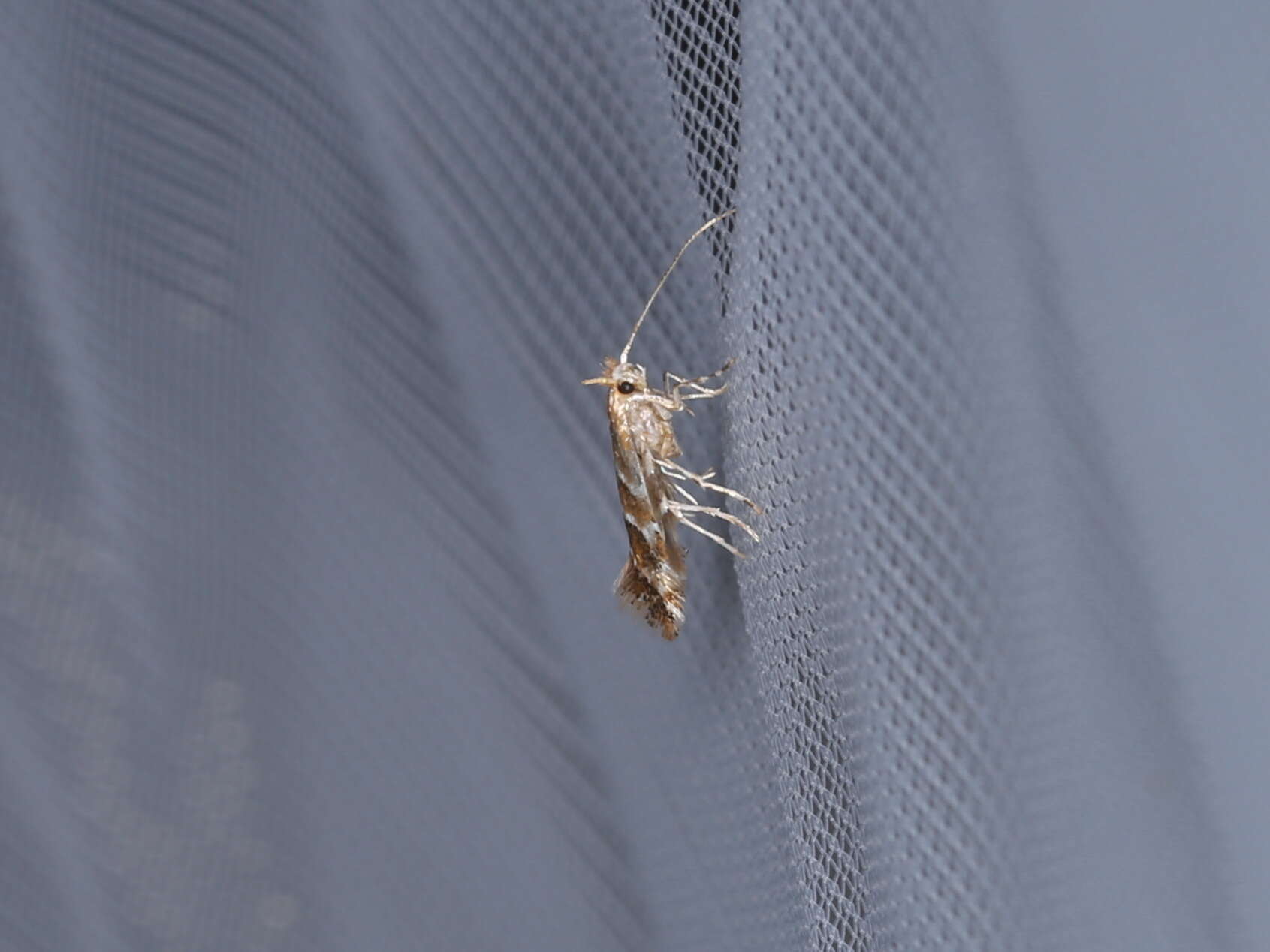 Image of Argyresthia brockeella Hübner 1805