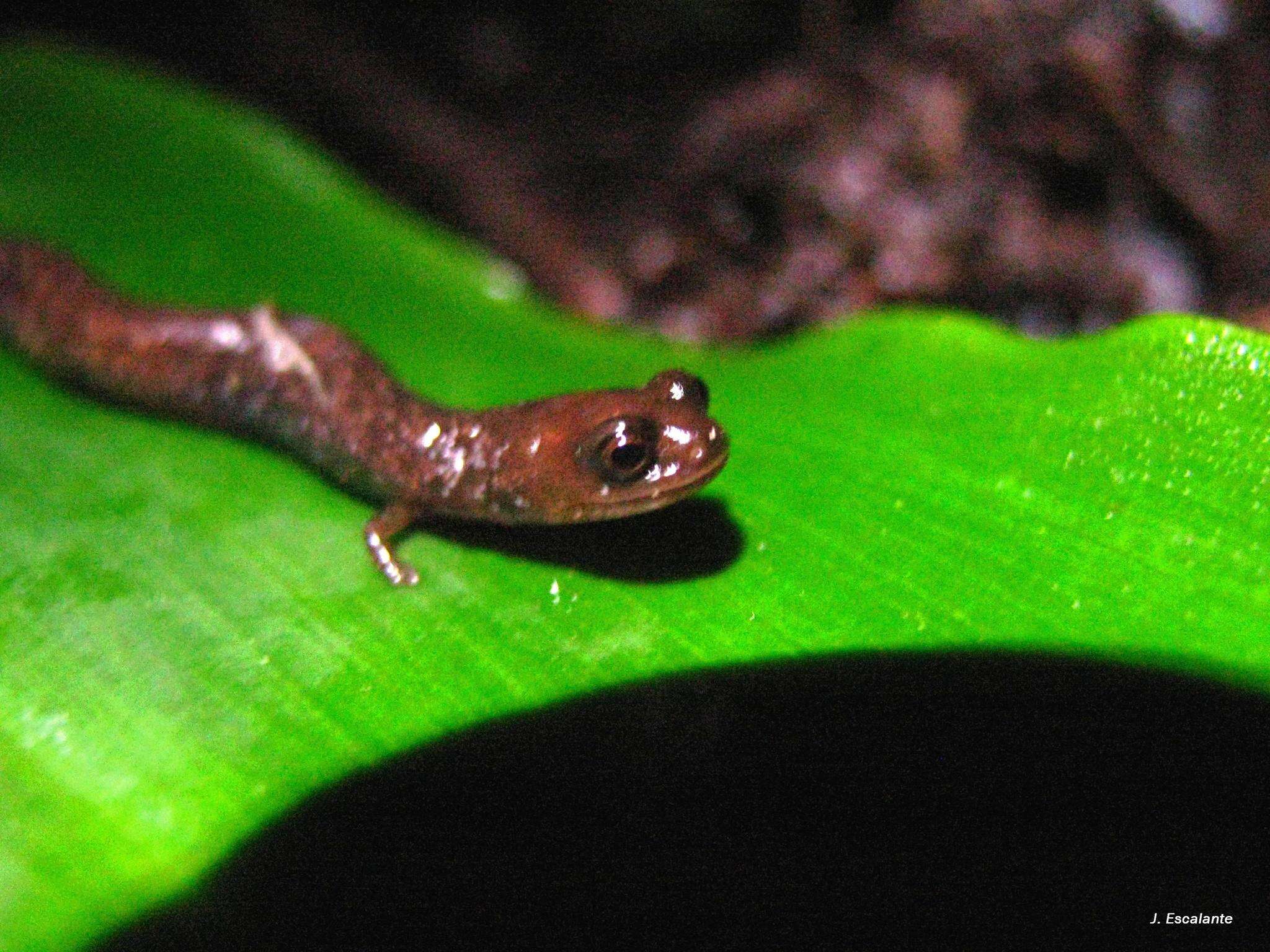 Image of Pseudoeurycea orchimelas (Brodie, Mendelson & Campbell 2002)