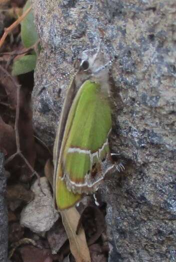 Image of Xami Hairstreak