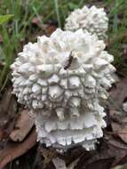 Image of Amanita pyramidifera D. A. Reid 1978