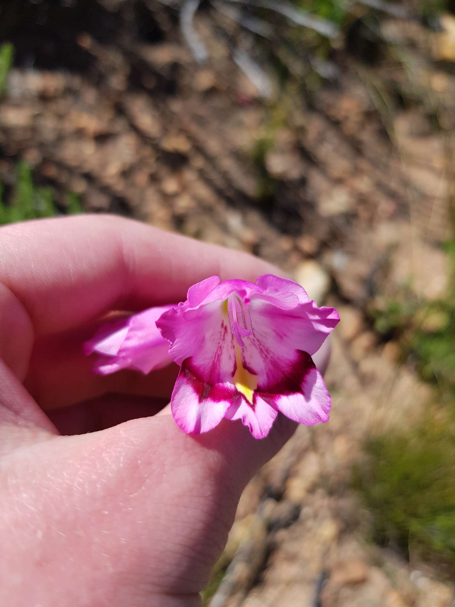 Слика од Gladiolus inflatus (Thunb.) Thunb.