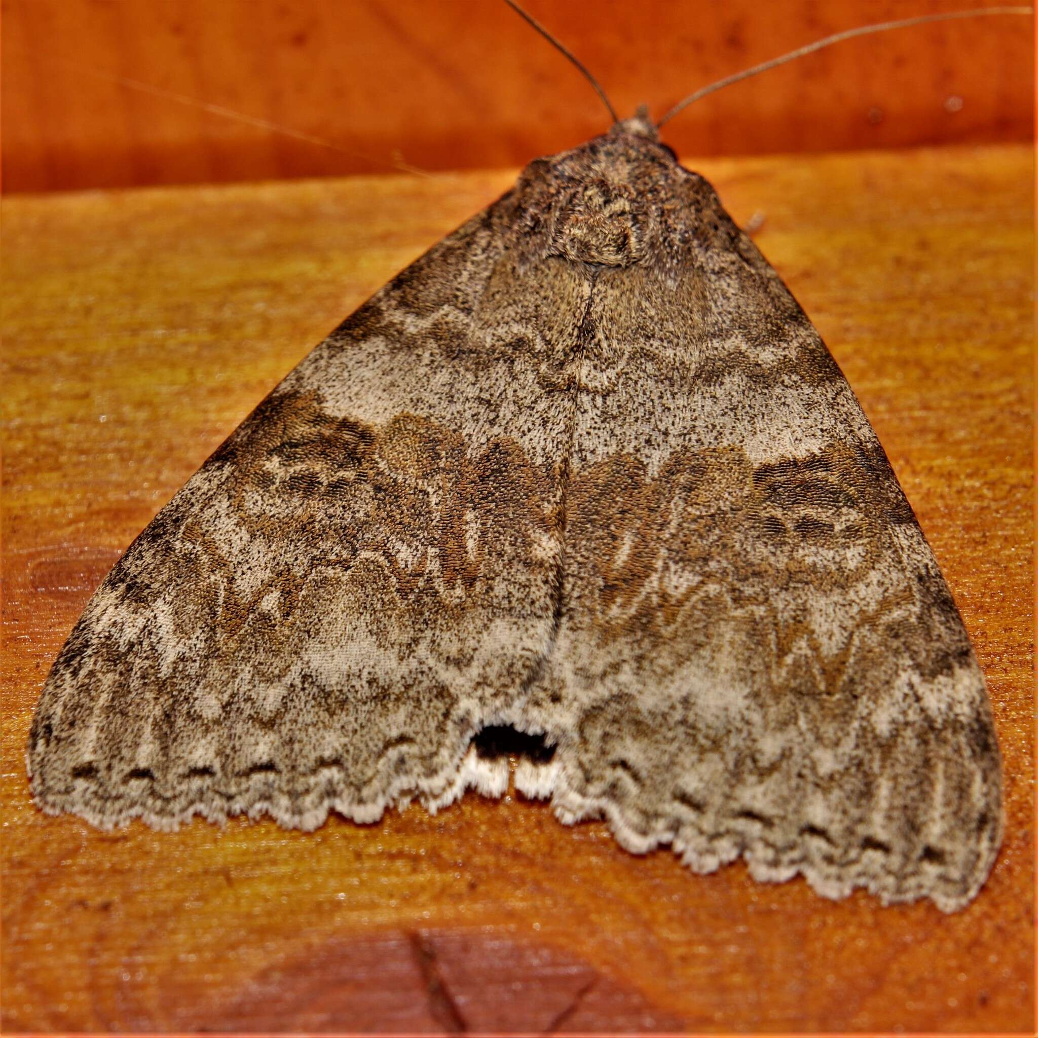 Image of red underwing