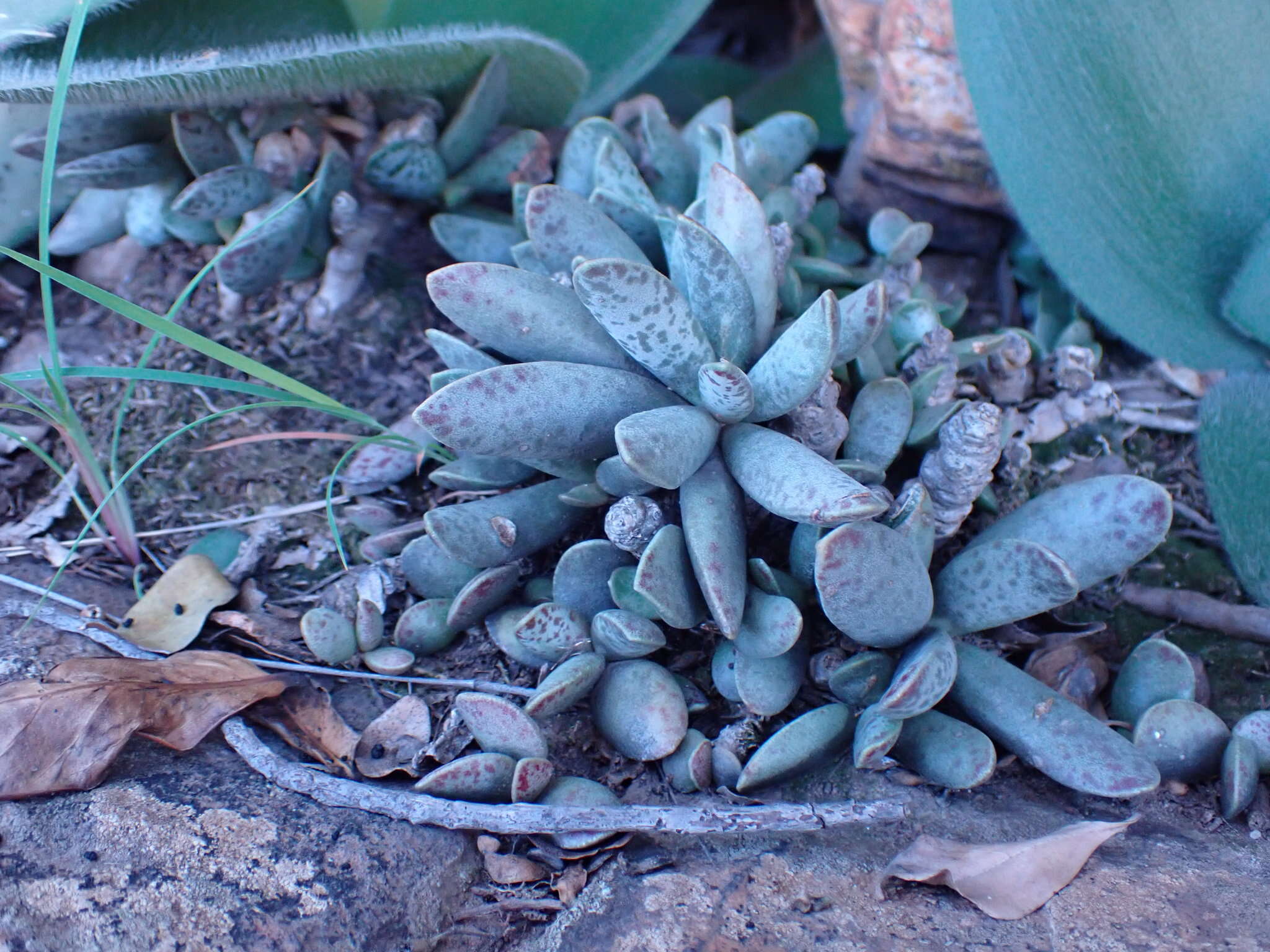 Image of Adromischus umbraticola C. A. Smith