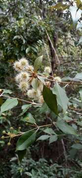 Image of Backhousia leptopetala (F. Müll.) M. G. Harr.