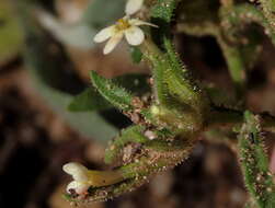 صورة Polycarena silenoides Harv. ex Benth.