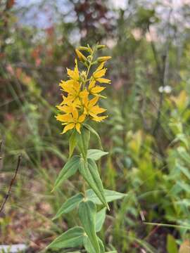 Lysimachia asperulifolia Poir.的圖片