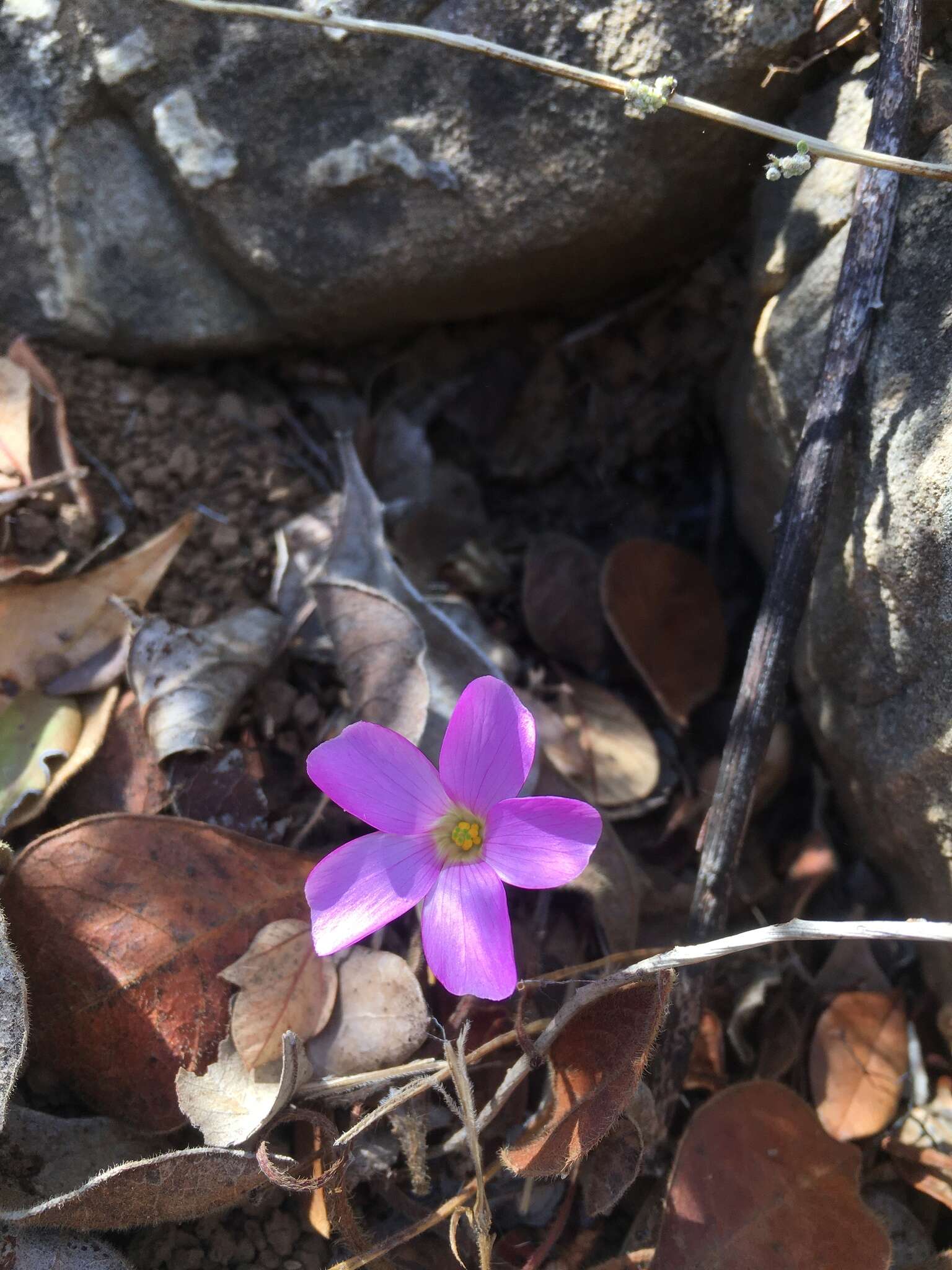 Sivun Oxalis strigosa Salter kuva