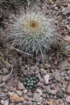 Image of Mammillaria saboae subsp. roczekii