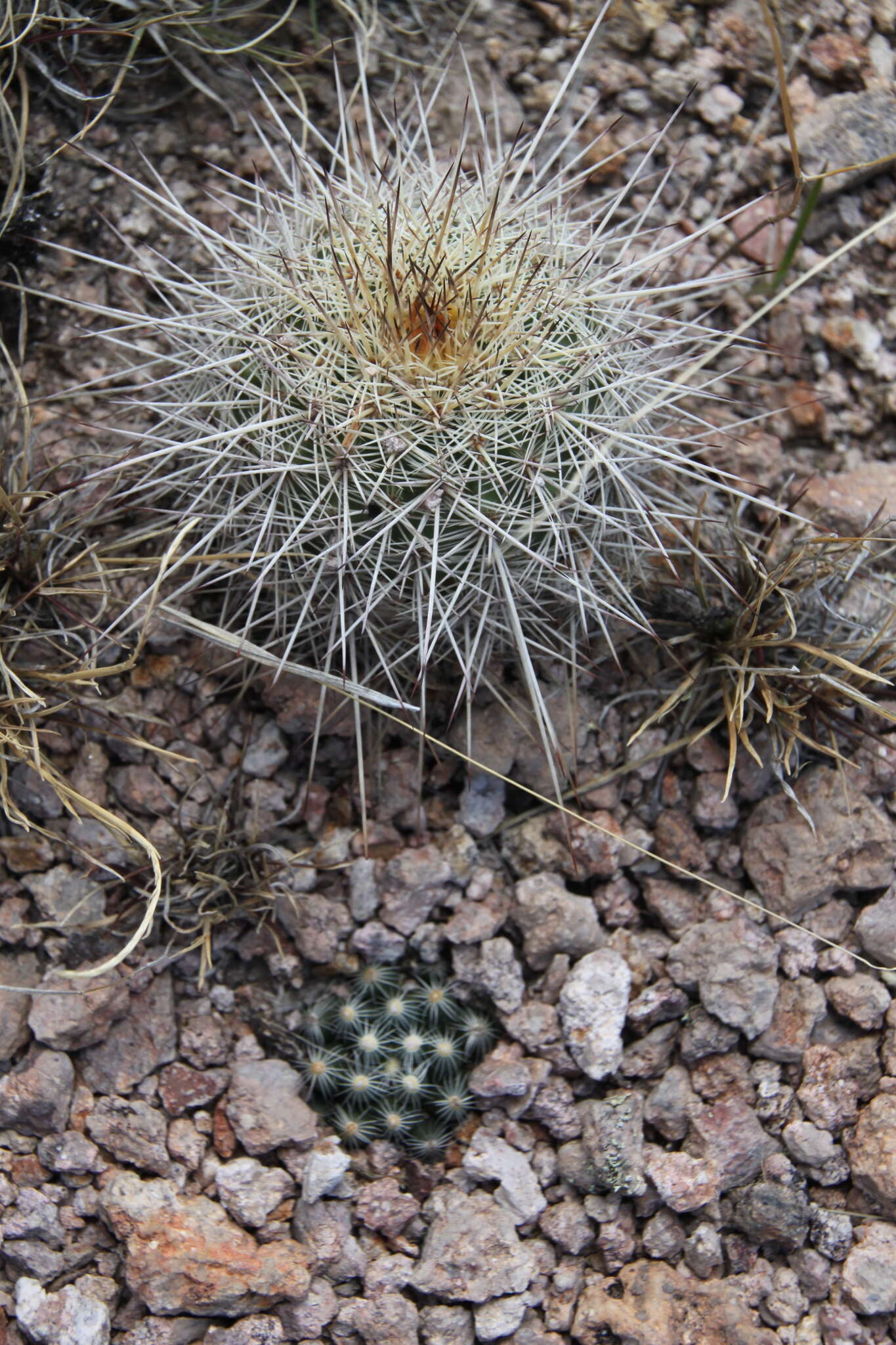 Image of Mammillaria saboae subsp. roczekii