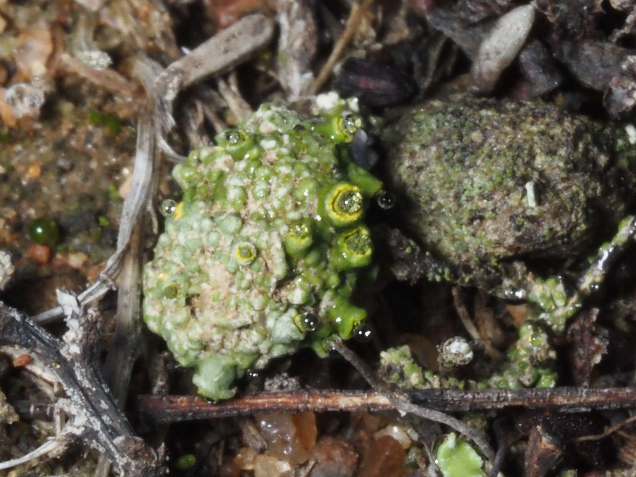 Image of texosporium lichen