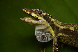 Image of Anolis lyra Poe, Velasco, Miyata & Williams 2009