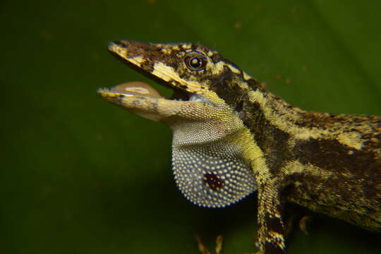 Image de Anolis lyra Poe, Velasco, Miyata & Williams 2009