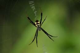 Imagem de Argiope halmaherensis Strand 1907